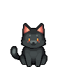 A black cat