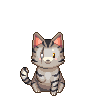A tabby cat