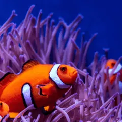 Photo of a real clownfish