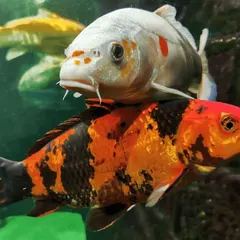 Photo of real koi